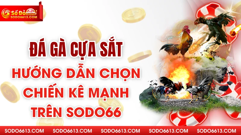 Đá Gà Cựa Sắt - Hướng Dẫn Chọn Chiến Kê Mạnh Trên Sodo66