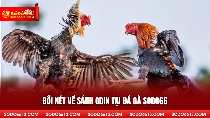Đôi nét về sảnh ODIN tại đá gà Sodo66