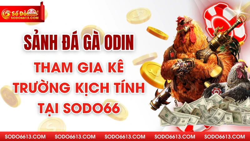 Sảnh Đá Gà ODIN - Tham Gia Kê Trường Kịch Tính Tại Sodo66