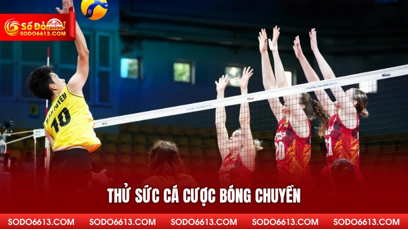 Thử sức cá cược bóng chuyền